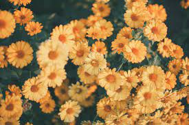 | see more about wallpaper, background and aesthetic. Instagram Julia Starr Flower Desktop Wallpaper Macbook Air Wallpaper Nature Collage