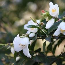 Small Flowering Camellia Wirlinga Bride Camellia Planting Flowers Flowers