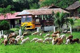 Where is uk farm agro resort in malaysia? Uk Farm Kluang In Johor Great Choice For Family Vacation Review