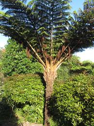 Image result for Cyathea dregei