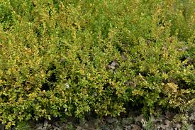 Responds well to shearing and is an excellent plant for a low hedge. How To Grow And Care For Winter Gem Boxwood