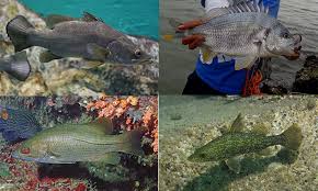 Ikan temoleh atau di panggil ikan tamalian dan temelian di sesetengah tempat. Ikan Temoleh Harga