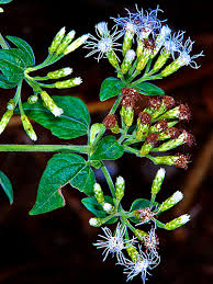 Image result for Chromolaena