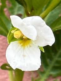 Image result for Ludwigia adscendens