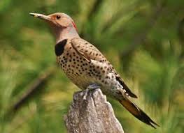 Big Black Birds In Missouri Northern Flicker Northern Flicker Fear Of Flying Flicker