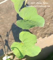 Image result for Ipomoea rubens