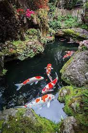 These colorful fish are fascinating to watch and quite famously have a positivity• wealth• healing about koi fish koi fish meaning in japan is good fortune or luck they also are associated with perseverance in. In Almost Every Japanese Garden Pond There Are Koi Carps With Several Colors Koi Pond Design Japanese Garden Fish Pond Gardens