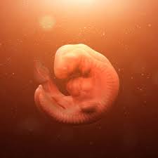 ما هو شكل كيس الحمل بعد الاجهاض بالصور البوابة