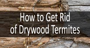 How to control drywood termites. How To Get Rid Of Drywood Termites Effective Ways And Tips