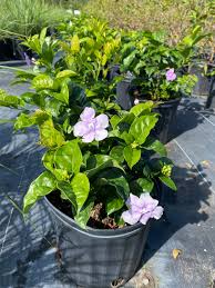 Image result for Brunfelsia pauciflora