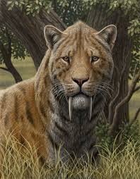 Smilodon Populator Portrait Jpg 2598 3322 Smilodon Prehistoric Animals Extinct Animals