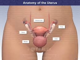 Image result for uterus