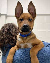 Somehow Rowena is still here!! Her 4 litter mates got scooped up  immediately last week, but this 3 month old GSD mix is still waiting for  her family. With these ears you