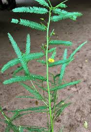 Image result for Chamaecrista mimosoides