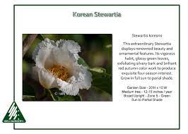 In spring, it breaks anew with fresh dark green elliptical leaves. Stewartia Koreana Iseli Nursery