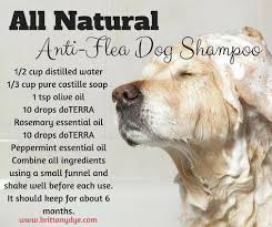 I Am So Excited To Try This Anti Flea Dog Shampoo Not So Much For The Fleas Because That S Not An Issu Oils For Dogs Essential Oils Dogs Coconut Oil For Dogs