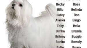 Nombres De Perros Con B Nombresdeperros Eu