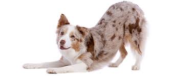 Pankreatitis Beim Hund