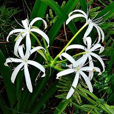Image result for Crinum subcernuum