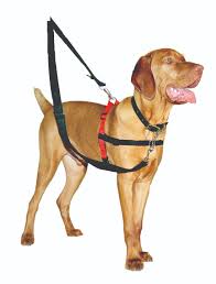 Company Of Animals Halti Dog Harness Black Red