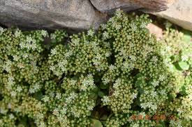 Image result for Polycarpon