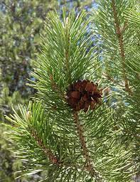 Greater than 12 inches (30 cm) per year / greater than 12 feet (4 m) after 10 years download qr code image to use on plant tags Ufei Selectree A Tree Selection Guide