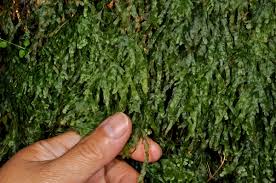 Image result for Polyphlebium