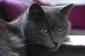 See full list on fr.yummypets.com Chat Chartreux Gris Yeux Verts Pikist