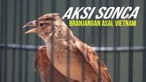 Burung ini menjadi ciri khas tersendiri bagi wilayah padang rumput di australia dan beberapa. Suara Burung Aksi Branjangan Sonca Gacor Asal Vietnam Youtube