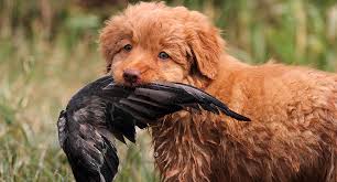 Tollers are intelligent, eager to please, alert, and energetic. Red Raisins Nova Scotia Duck Tolling Retriever Kennel