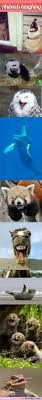 If You Re Having A Bad Day Here Are 9 Animals Laughing Like They Have No Worries In The World Laughing Animals Funny Animal Pictures Cute Animals