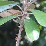 Image result for Englerophytum magalismontanum