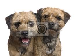 Maybe you would like to learn more about one of these? Border Terrier Peintures Murales Tableaux Toutou Terrier Chien De Race Pure Myloview Fr
