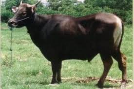 Untuk menjinakkan ayam hutan memang perlu kesabaran dan ketelatenan. Cari Bibit Unggul Sapi Bali Dikawinkan Dengan Banteng Tekno Tempo Co