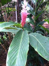 Palms Of Eden Jamaica Flowers Palm
