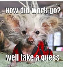 Pin By Lindsay Cairns On Cute Sayings Funny Animal Jokes Animal Jokes Funny Animal Pictures