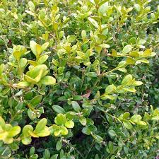 Image result for Buxaceae