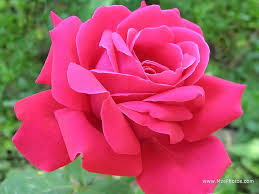 Maybe you would like to learn more about one of these? Pink Colour Flowers Wallpapers Flower Flowering Plant Garden Roses Petal Pink 183455 Wallpaperuse