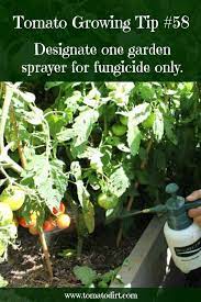How To Choose And Apply Fungicide To Tomato Plants The Basics