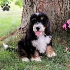 Bernedoodle puppies immediately available pa. Bernedoodle Puppies For Sale Greenfield Puppies