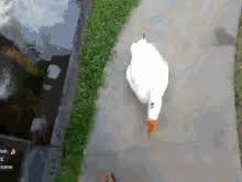 At memesmonkey.com find thousands of memes categorized into thousands of helpful non helpful. Goose Attack Gifs Tenor