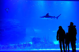 Atlantis Aquarium Madrid Plan Infantil