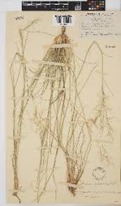 Image result for Stipagrostis uniplumis