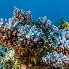Maybe you would like to learn more about one of these? Great Barrier Reef One Of The Seven Natural Wonders Of The World