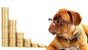 Banca Di Piacenza Da Oggi Cani E Gatti Possono Avere Un Conto Corrente Cani Gatti Conti Correnti
