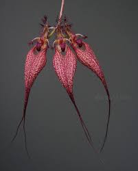 Image result for Bulbophyllum X chikukwa