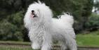 Bolognese Dog Info, Temperament, Puppies, Pictures