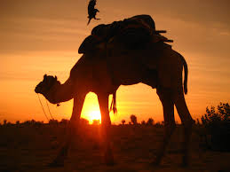 Spend one evening in the desert to understand the local emirates cultures. Arabian Heritage Tours Llc Home Facebook