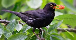 Die vögel fliegen nach dem süden. Wermelskirchen Gartenbesitzerin Ist Besorgt Alle Vogel Seien Plotzlich Verschwunden