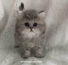 Adorable Teacup Persian | Boutique Kittens